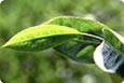Зеленый чай (листья)